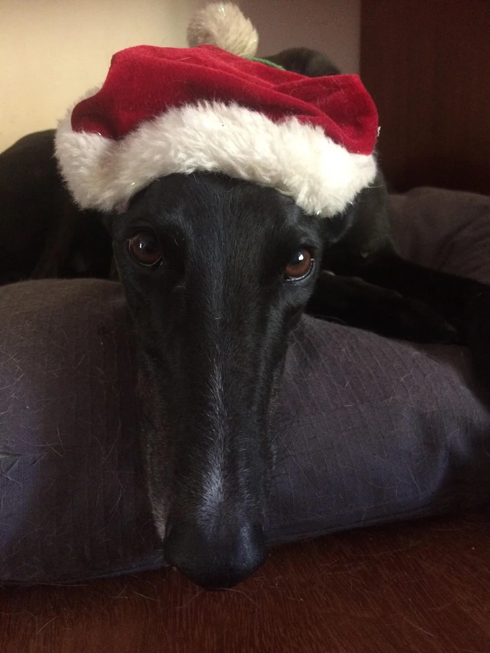 Review image 2 from Kim T